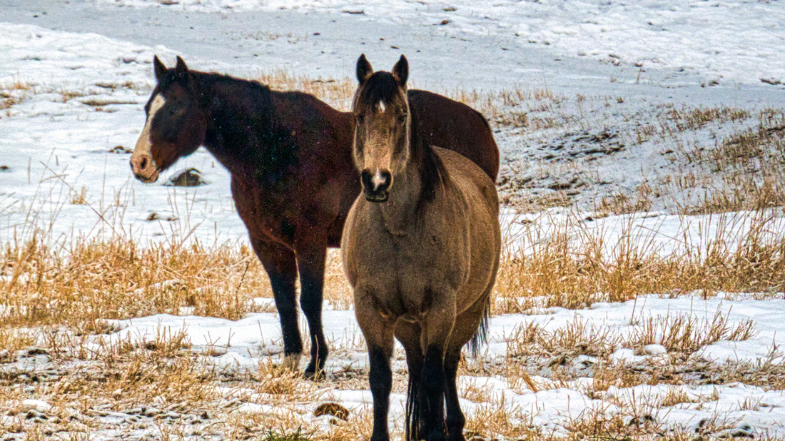 The Great Debate: To Blanket or Not to Blanket?