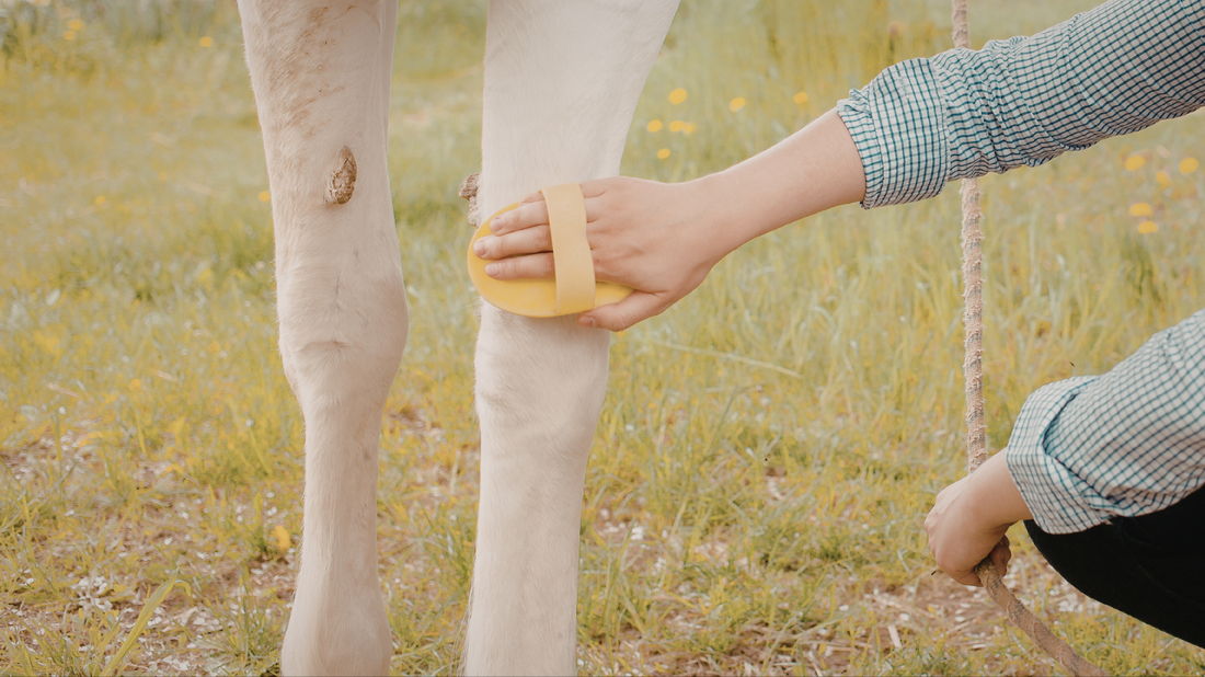 How to Cool Down Your Horse After Riding