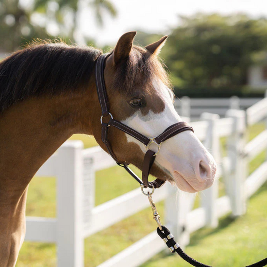 Everyday Leather Halter