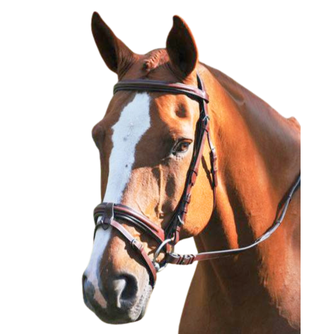 KL Italia "Burghley" Bridle