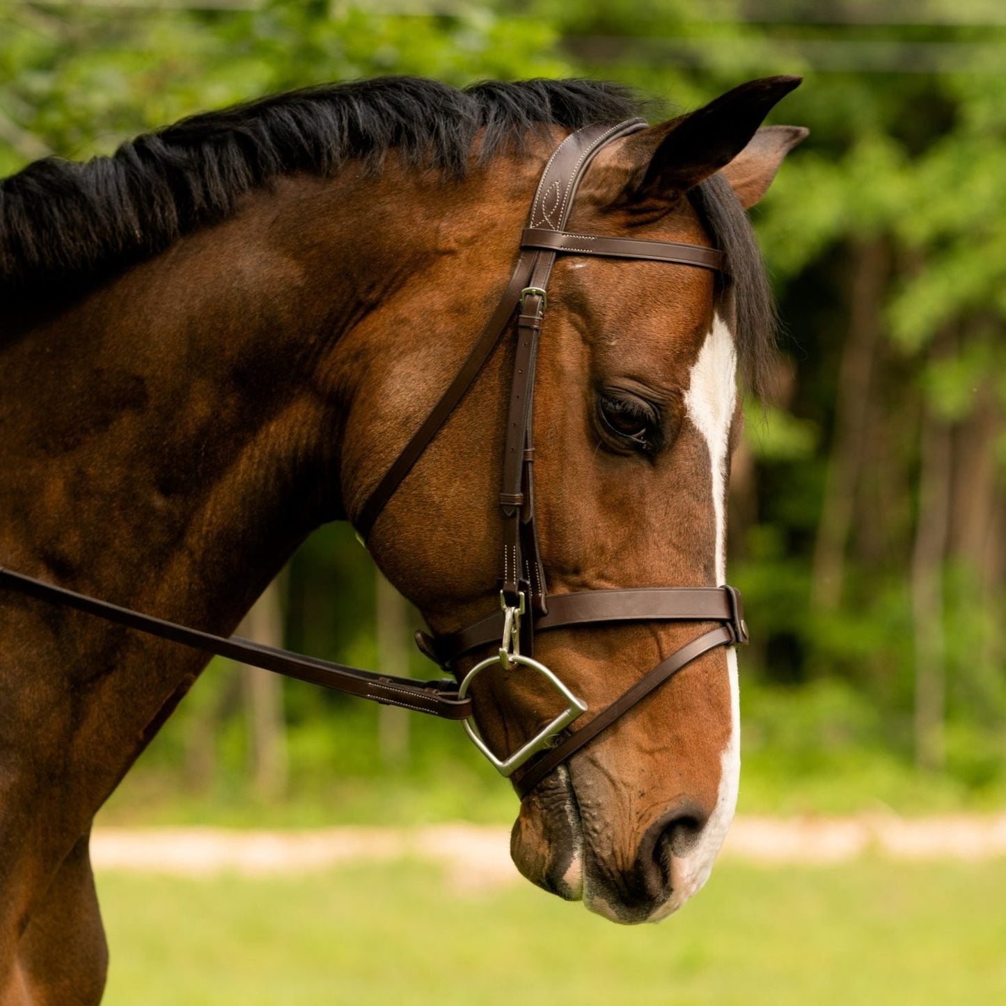 Black Oak Maple Training Bridle