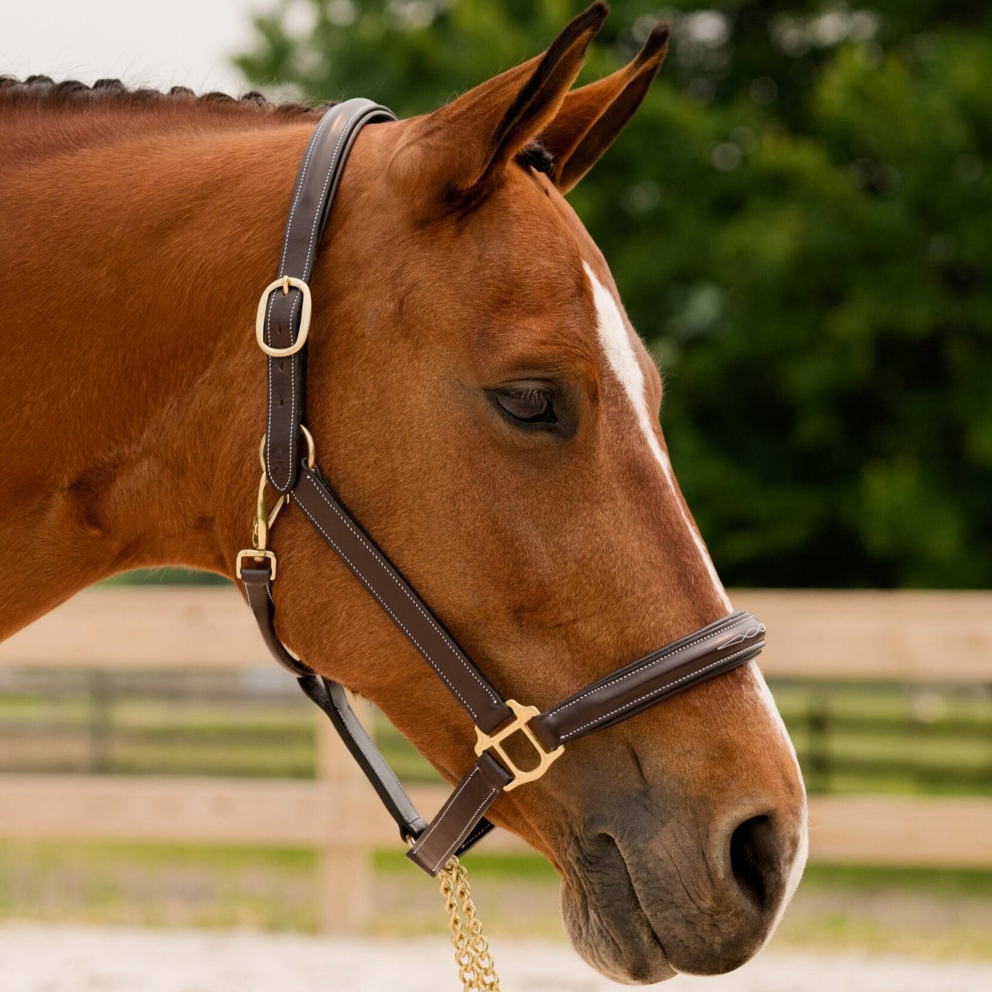 Black Oak 'Fern' Halter