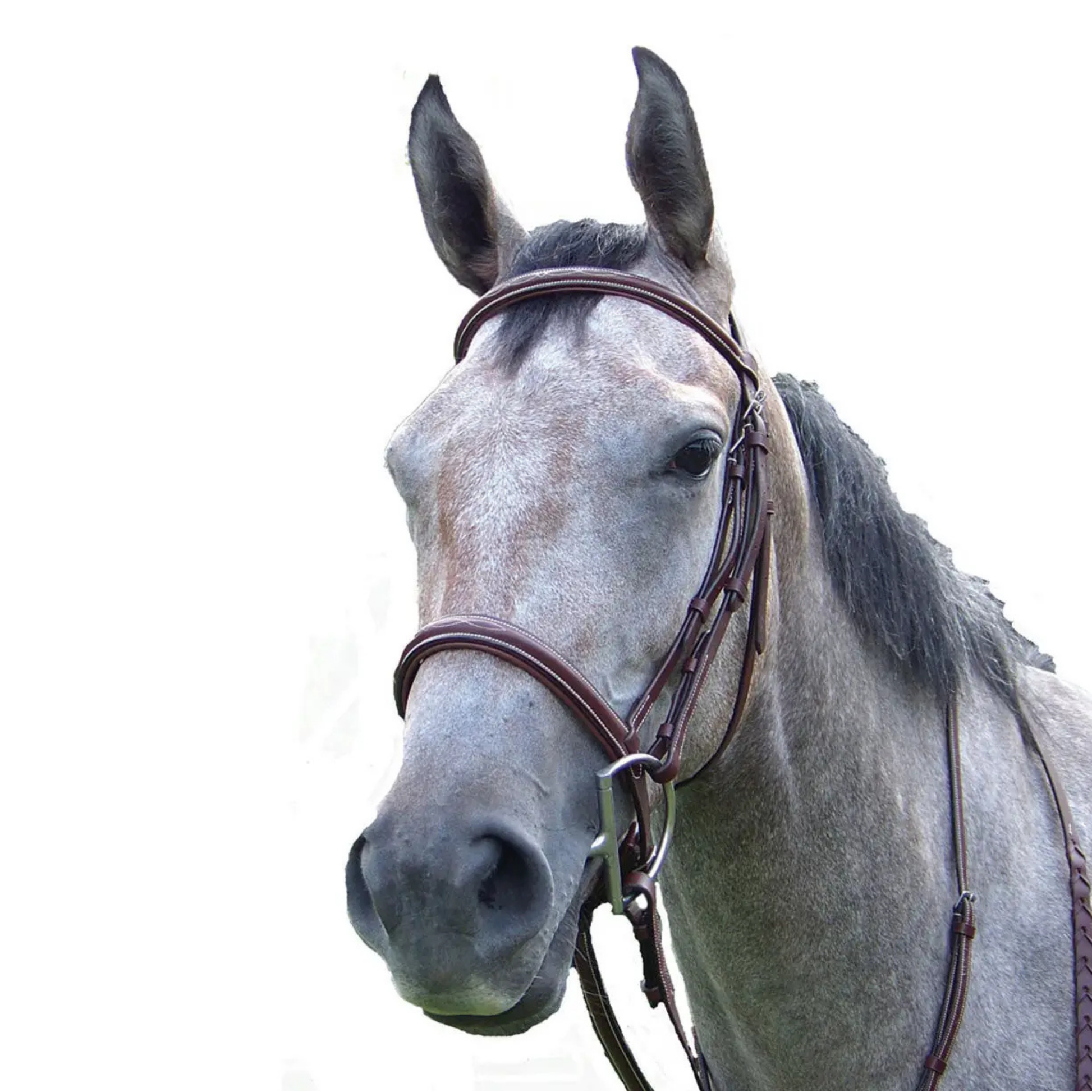 This Pro-Trainer Fancy Raised Padded Bridle