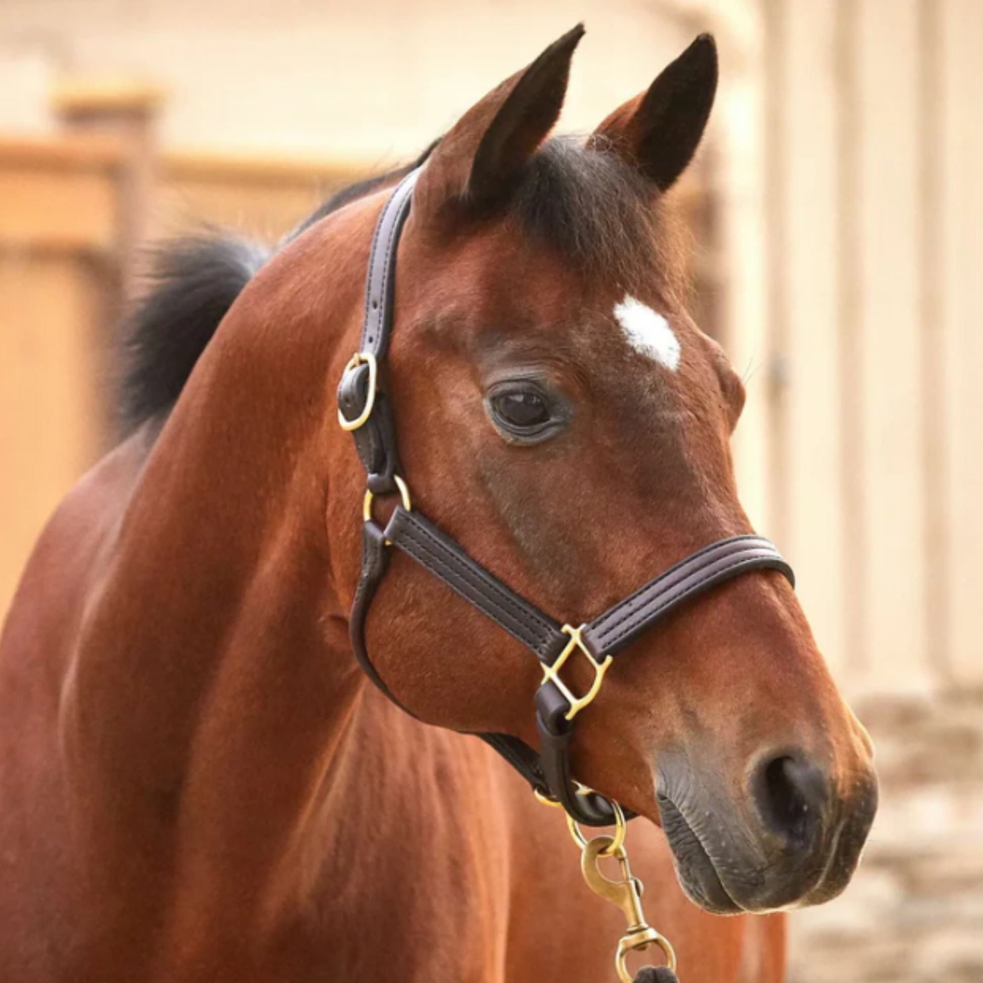 Berlin Triple Stitch Halter - Adjustable