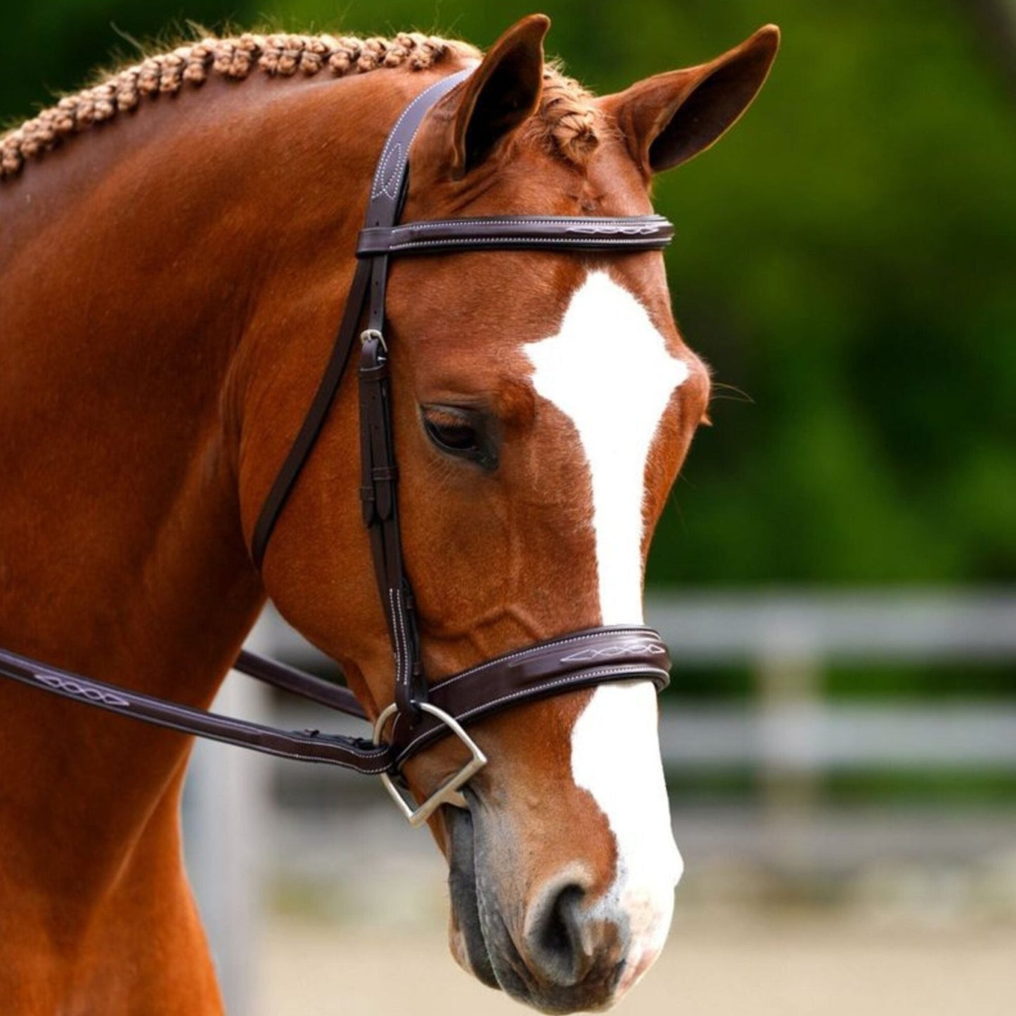 Black Oak 'Tupelo' Bridle