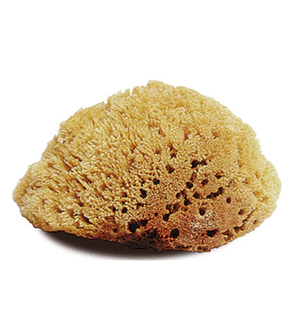 Natural Sponges