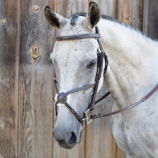 Black Oak "Cedar" Figure 8 Bridle