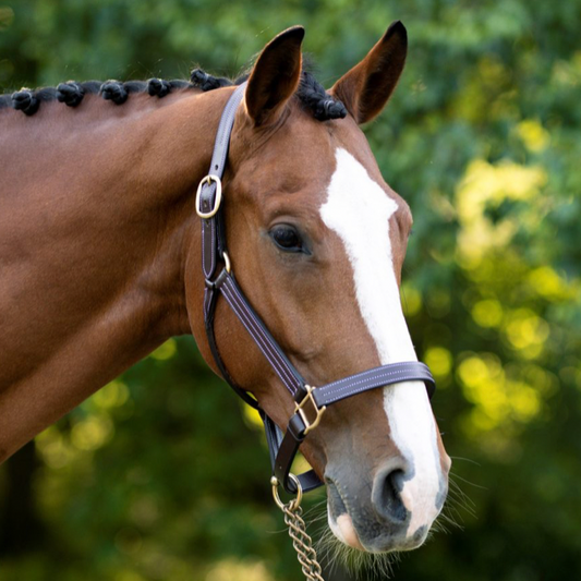 Black Oak "Pine" Halter